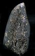 Polished Ammonites Marston Magna Marble - Tall #22094-2